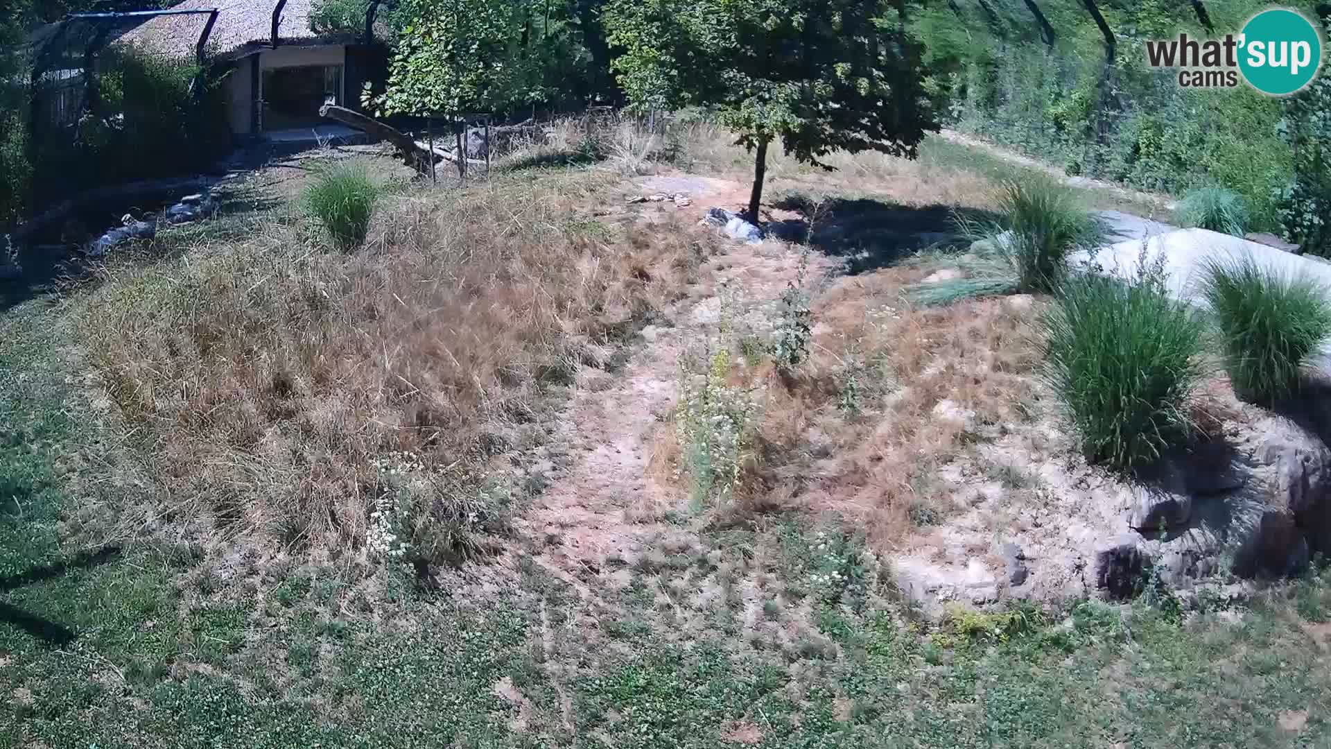 Zoo Ljubljana camera en vivo Leones