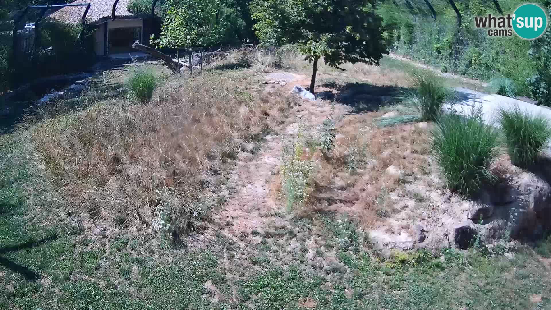 Ljubljana Zoo webcam Lion