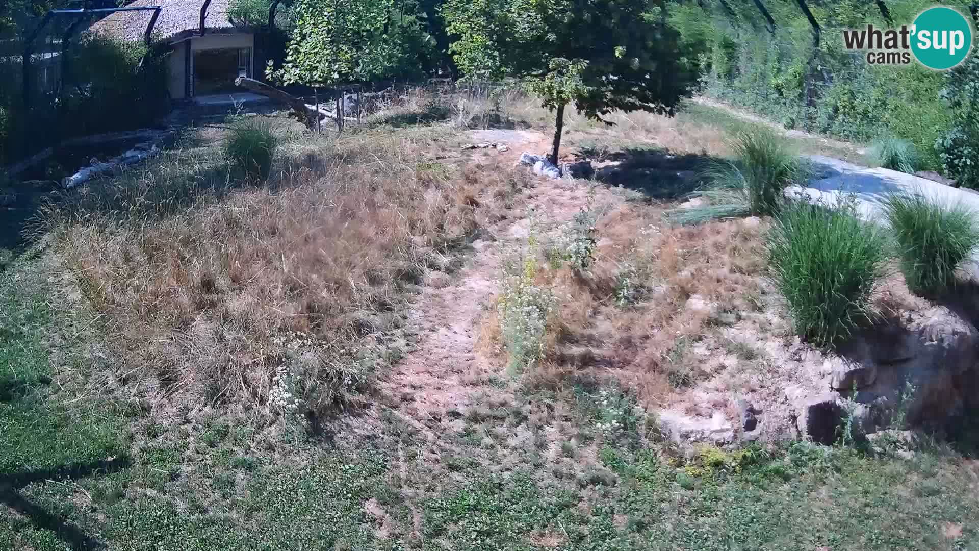 Zoo Ljubljana camera en vivo Leones