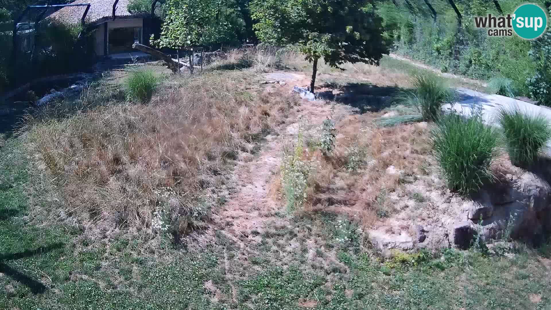 Zoo Ljubljana webcam Löwen