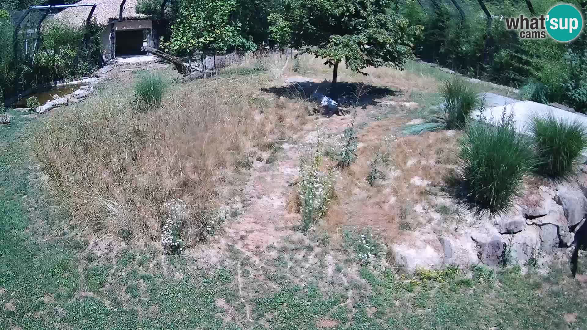 Ljubljana Zoo webcam Lion
