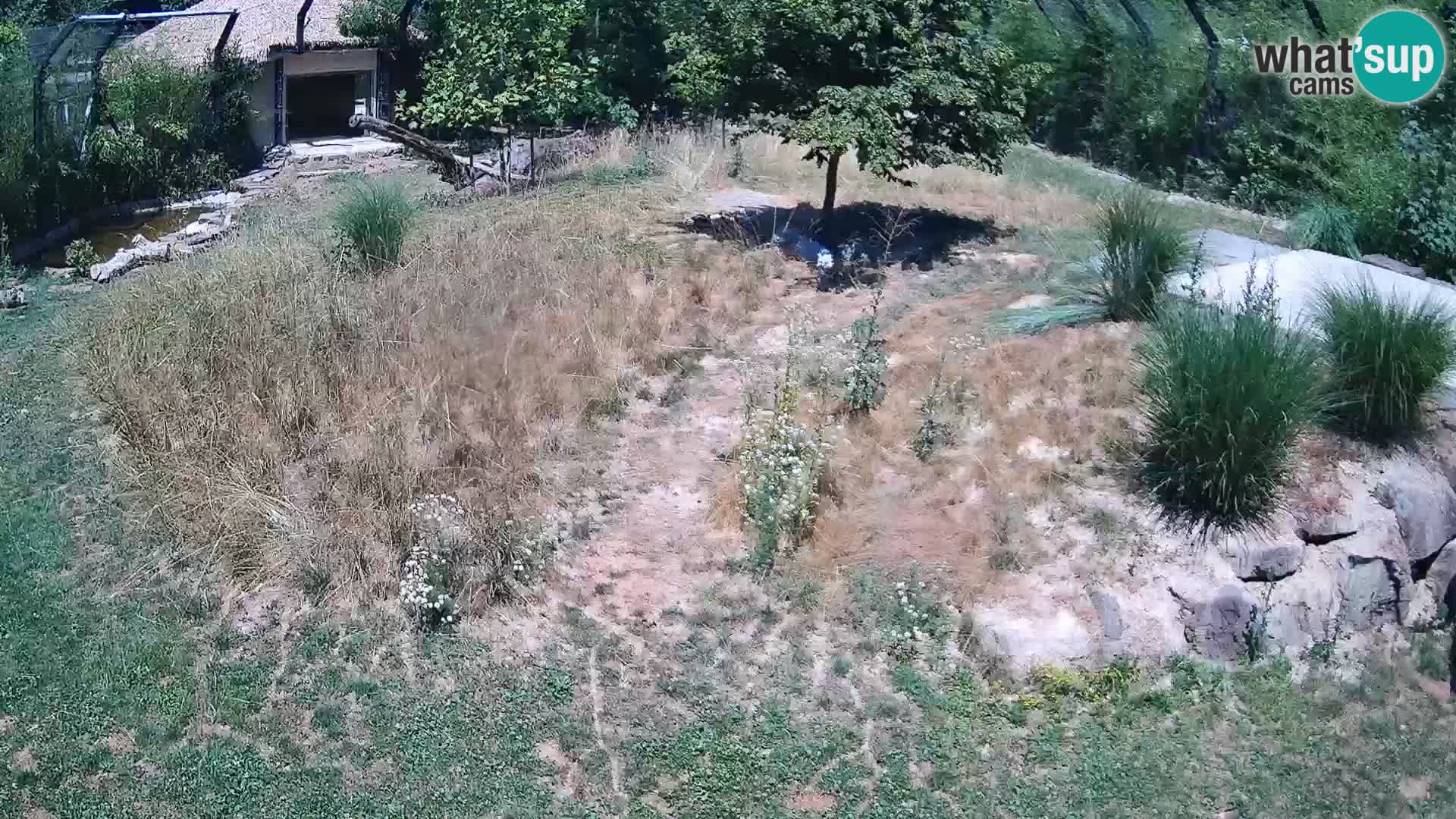 Ljubljana Zoo webcam Lion