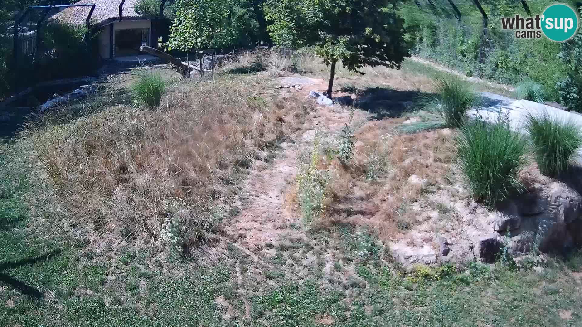 Zoo Ljubljana web kamera Lavovi