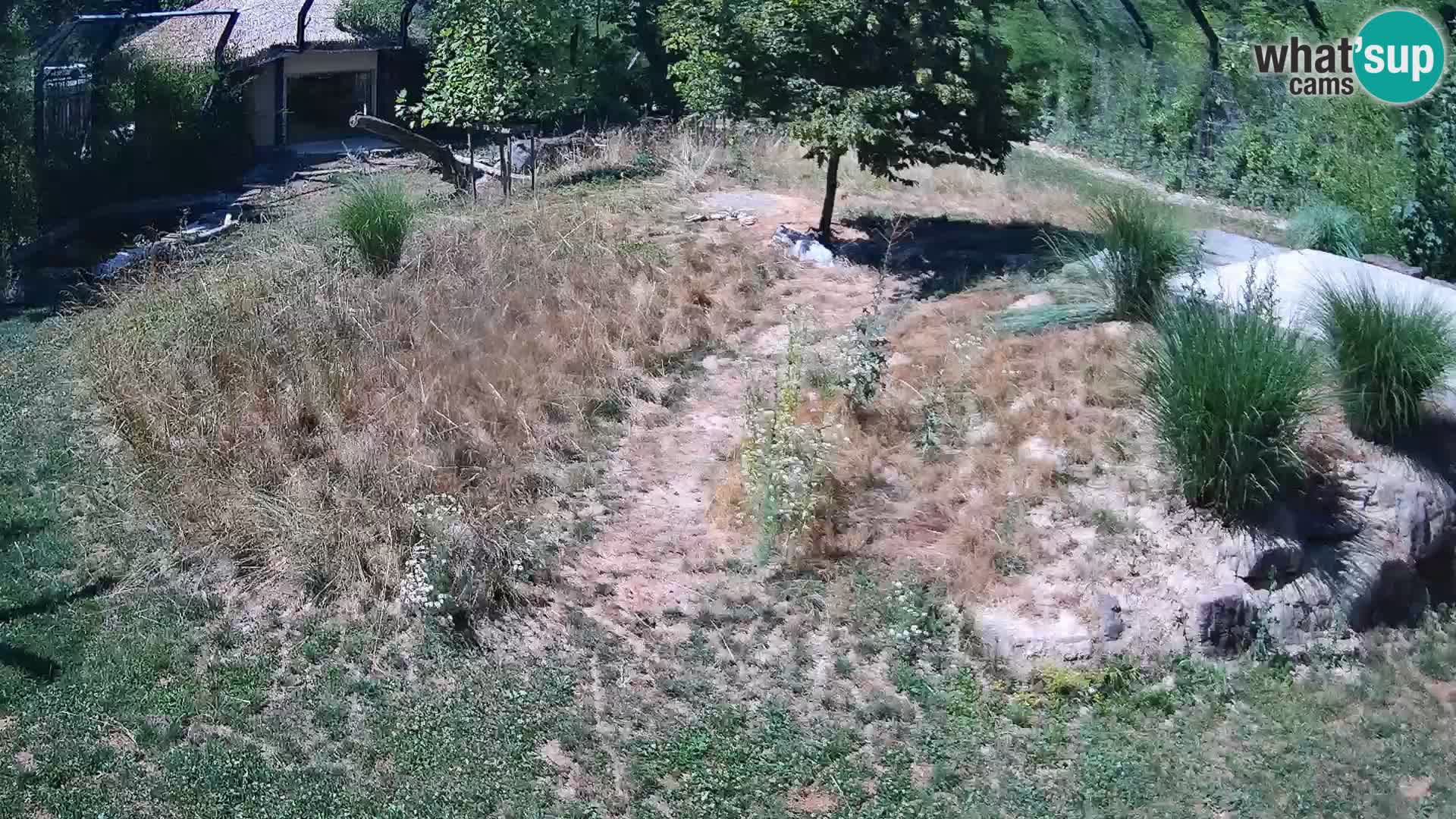 Ljubljana Zoo webcam Lion