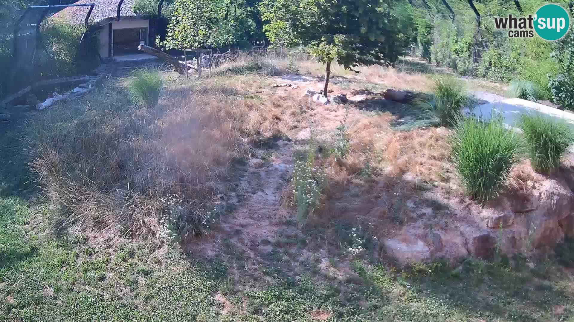 Live Ljubljana Zoo webcam Lion