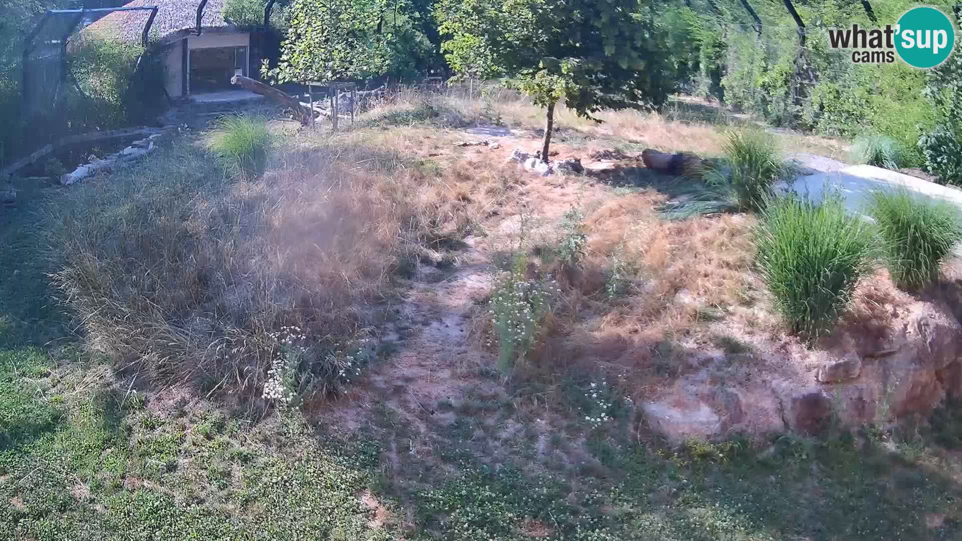 Zoo Lubiana live webcam Leoni