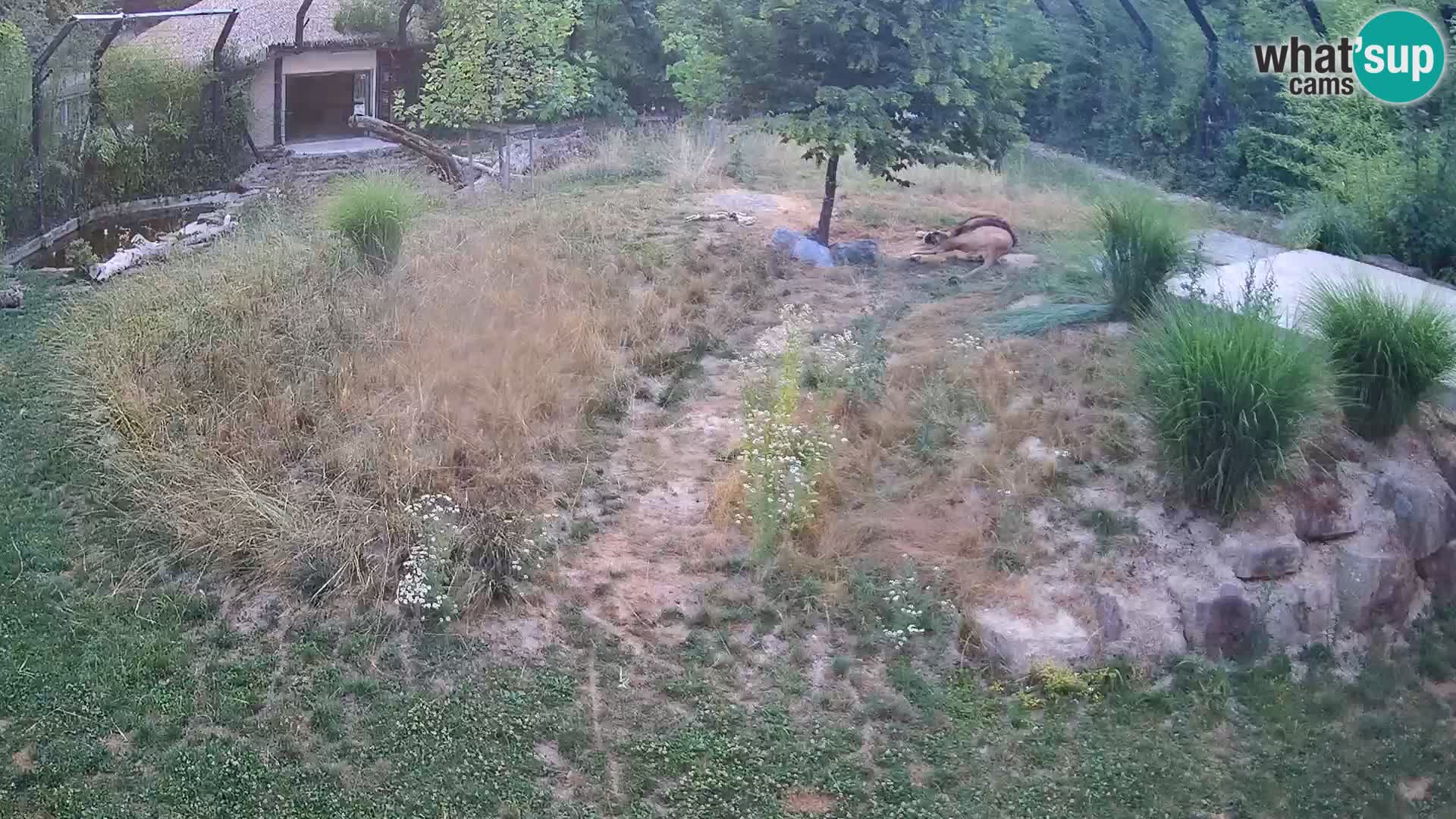 Zoo Ljubljana webcam Löwen