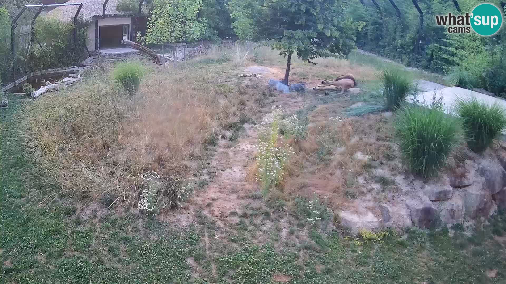 Zoo Ljubljana webcam Löwen