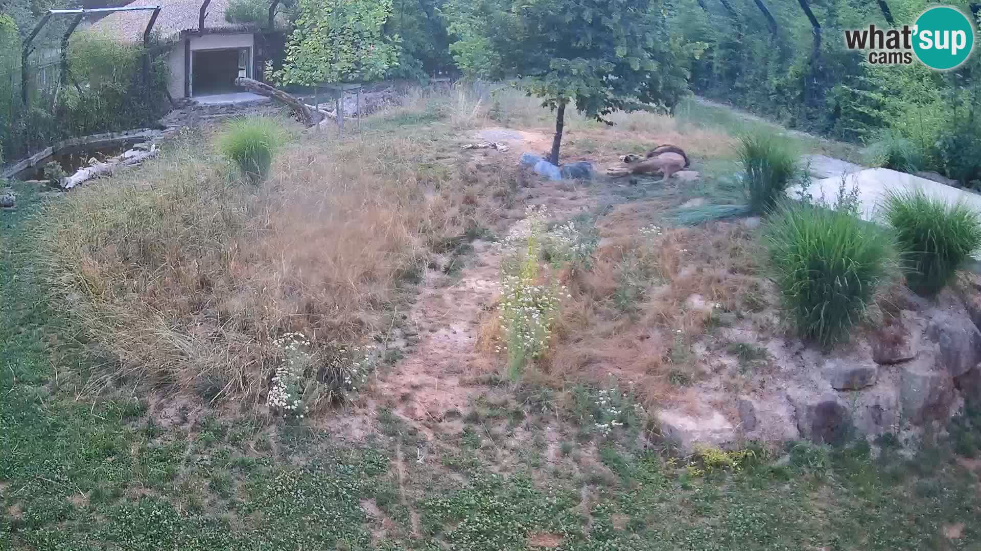 Zoo Lubiana live webcam Leoni