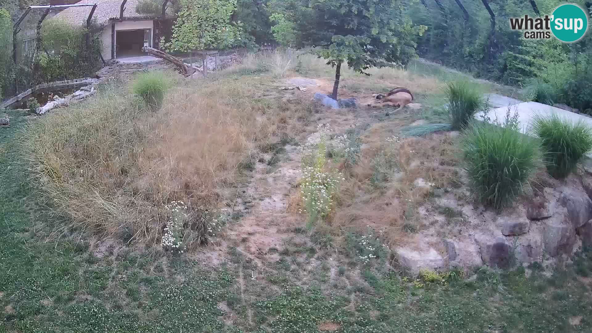Zoo Ljubljana camera en vivo Leones