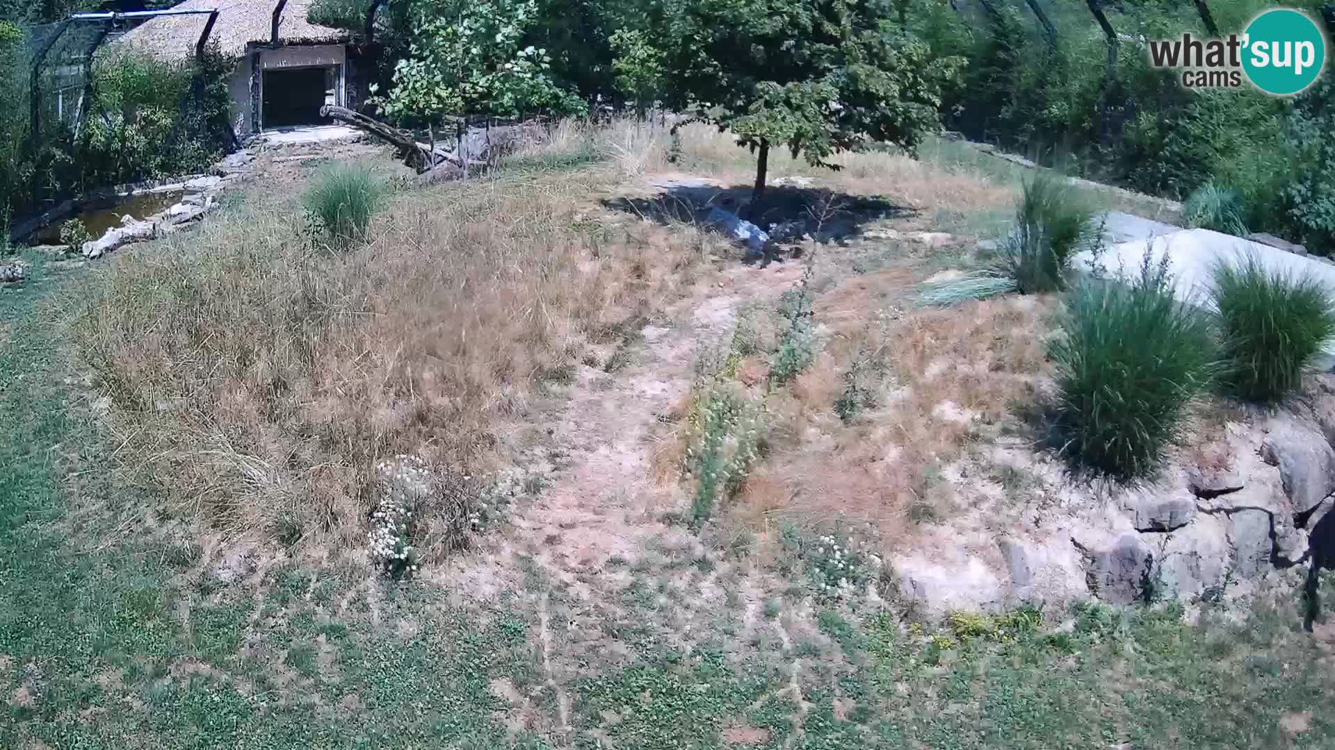 Live Ljubljana Zoo webcam Lion