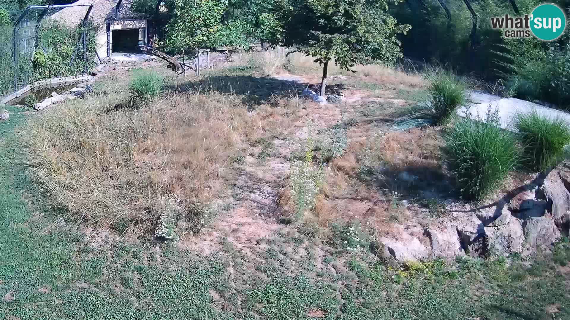 Live Ljubljana Zoo webcam Lion