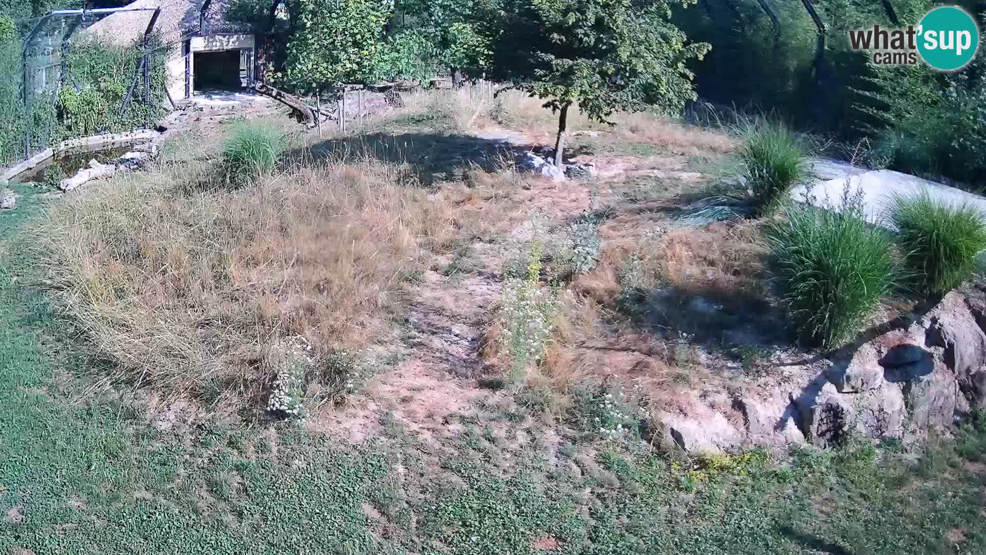 Live Ljubljana Zoo webcam Lion