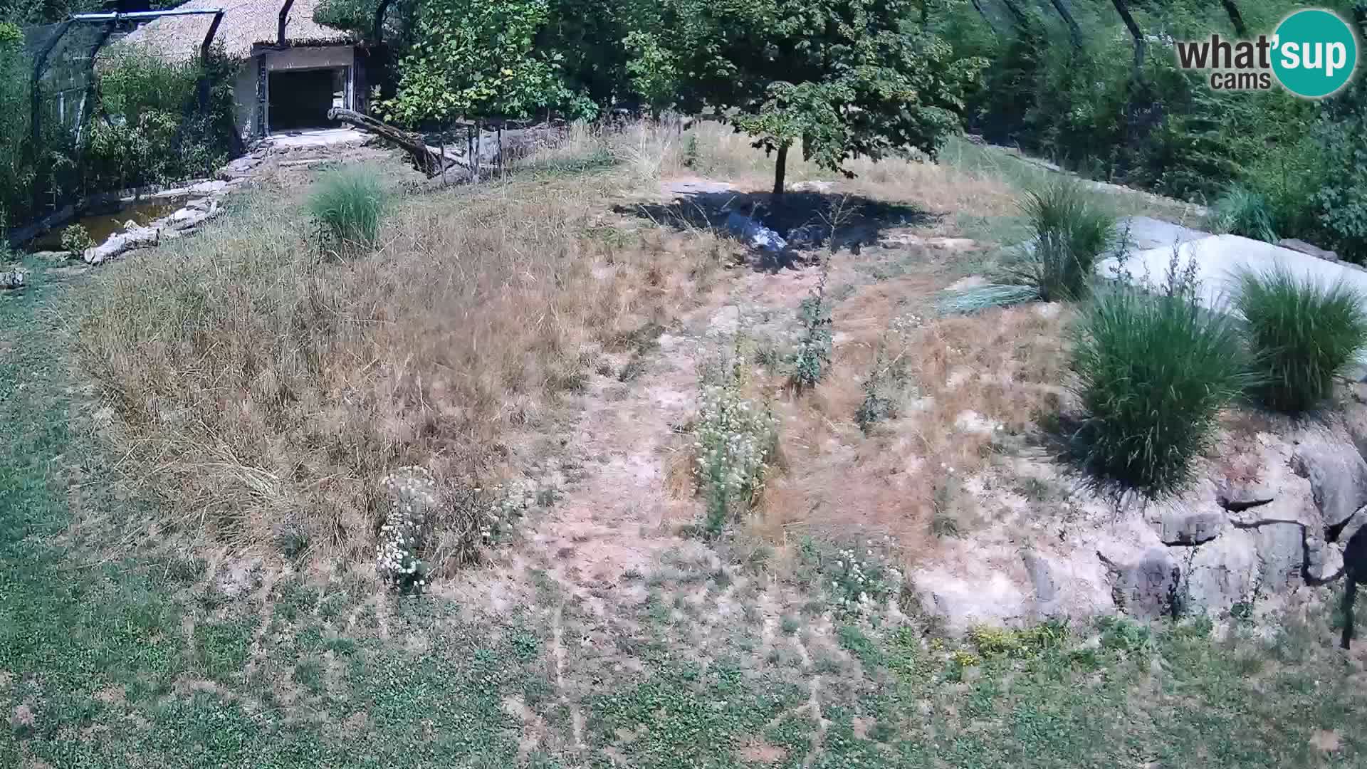 Zoo Ljubljana web kamera Lavovi