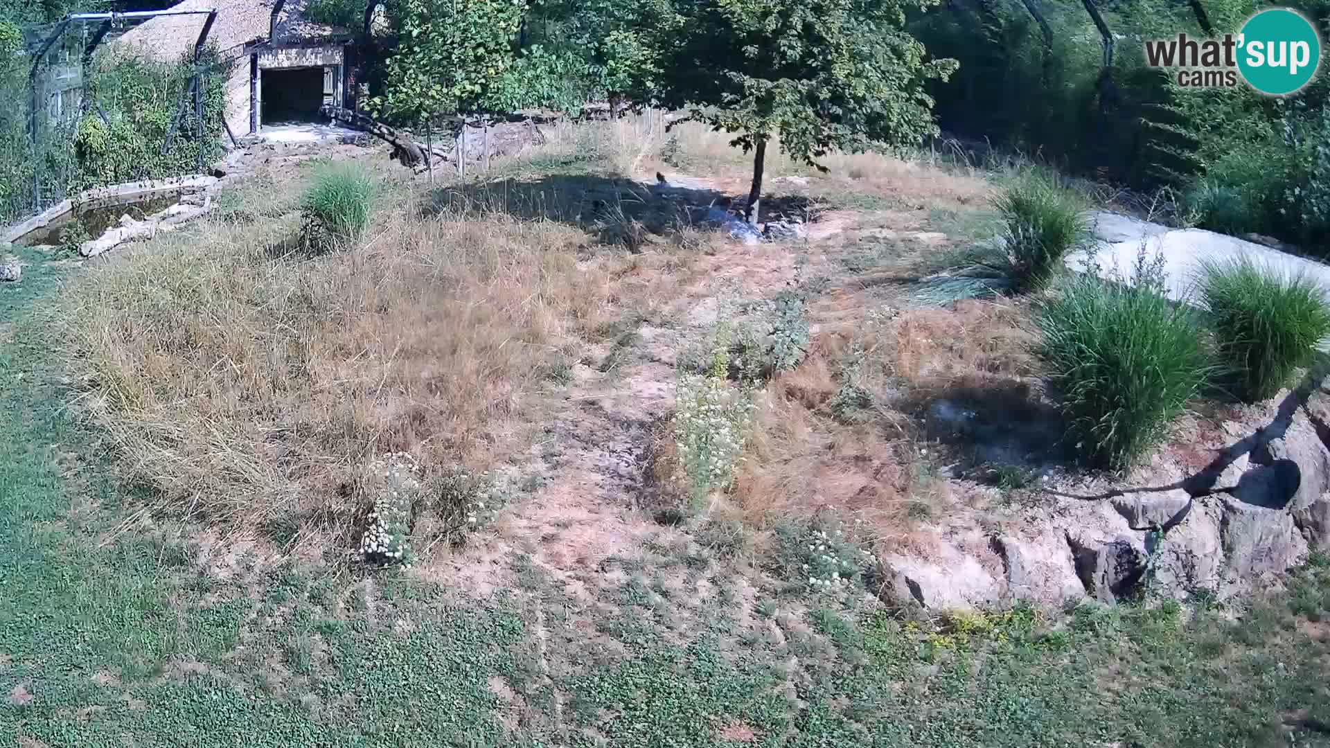 Live Ljubljana Zoo webcam Lion