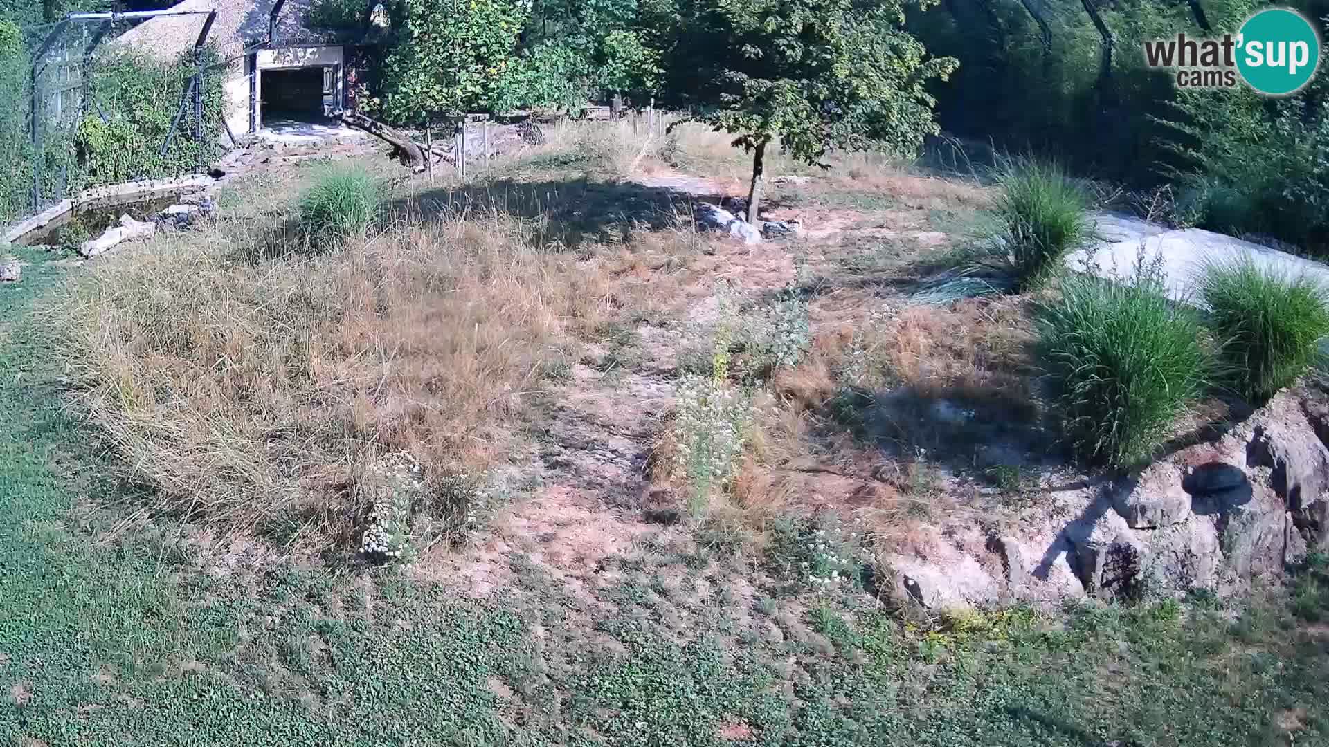 Zoo Ljubljana camera en vivo Leones