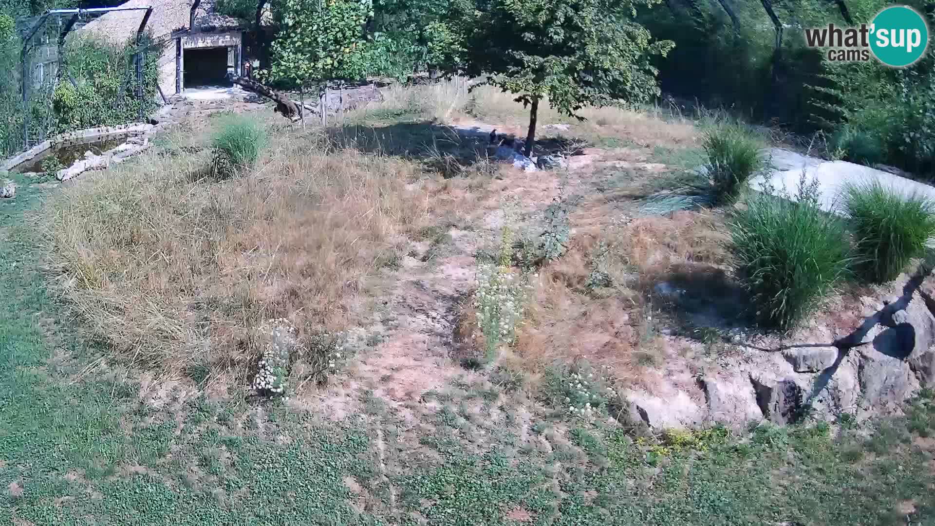 Zoo Ljubljana webcam Löwen