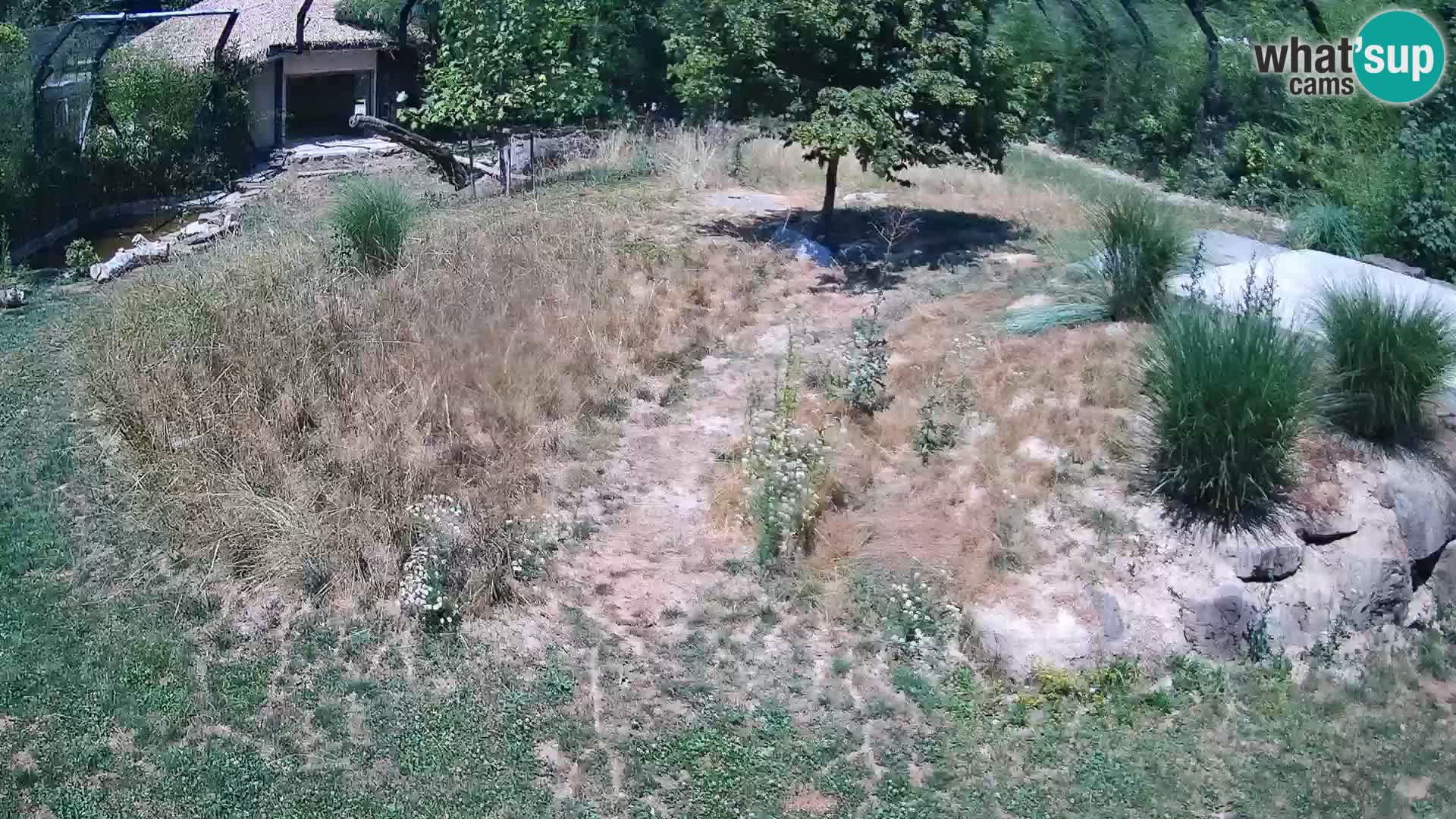Live Ljubljana Zoo webcam Lion