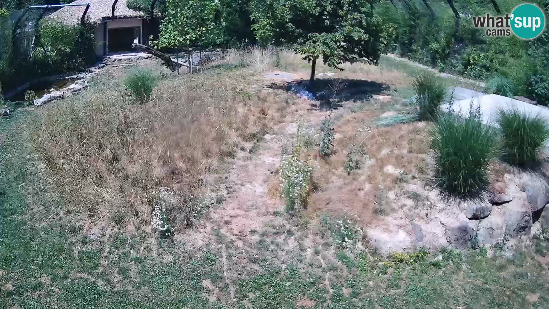 Zoo Ljubljana camera en vivo Leones