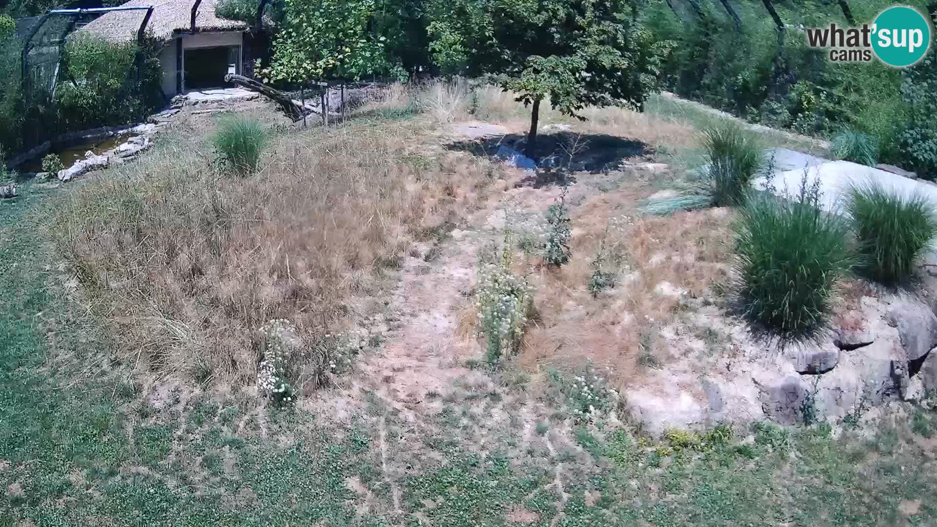 Zoo Ljubljana web kamera Lavovi