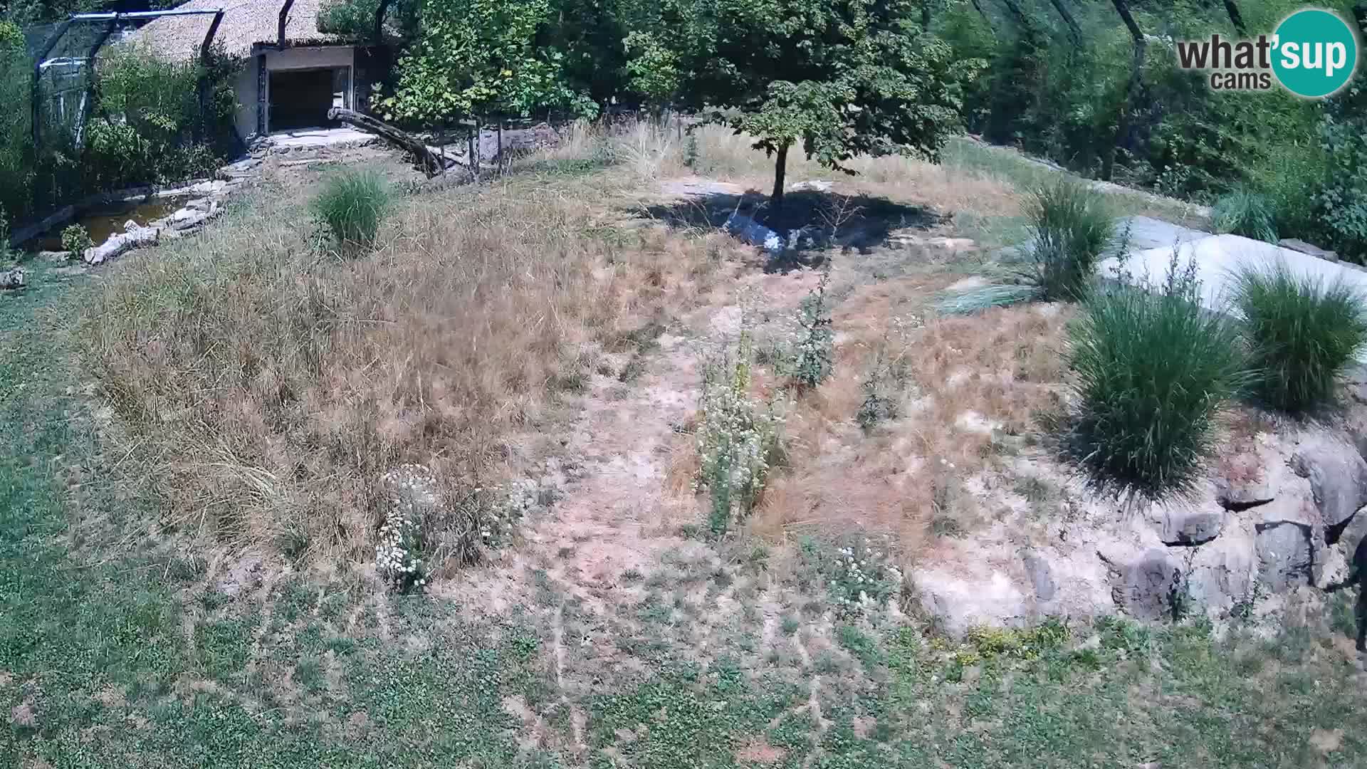 Ljubljana Zoo webcam Lion