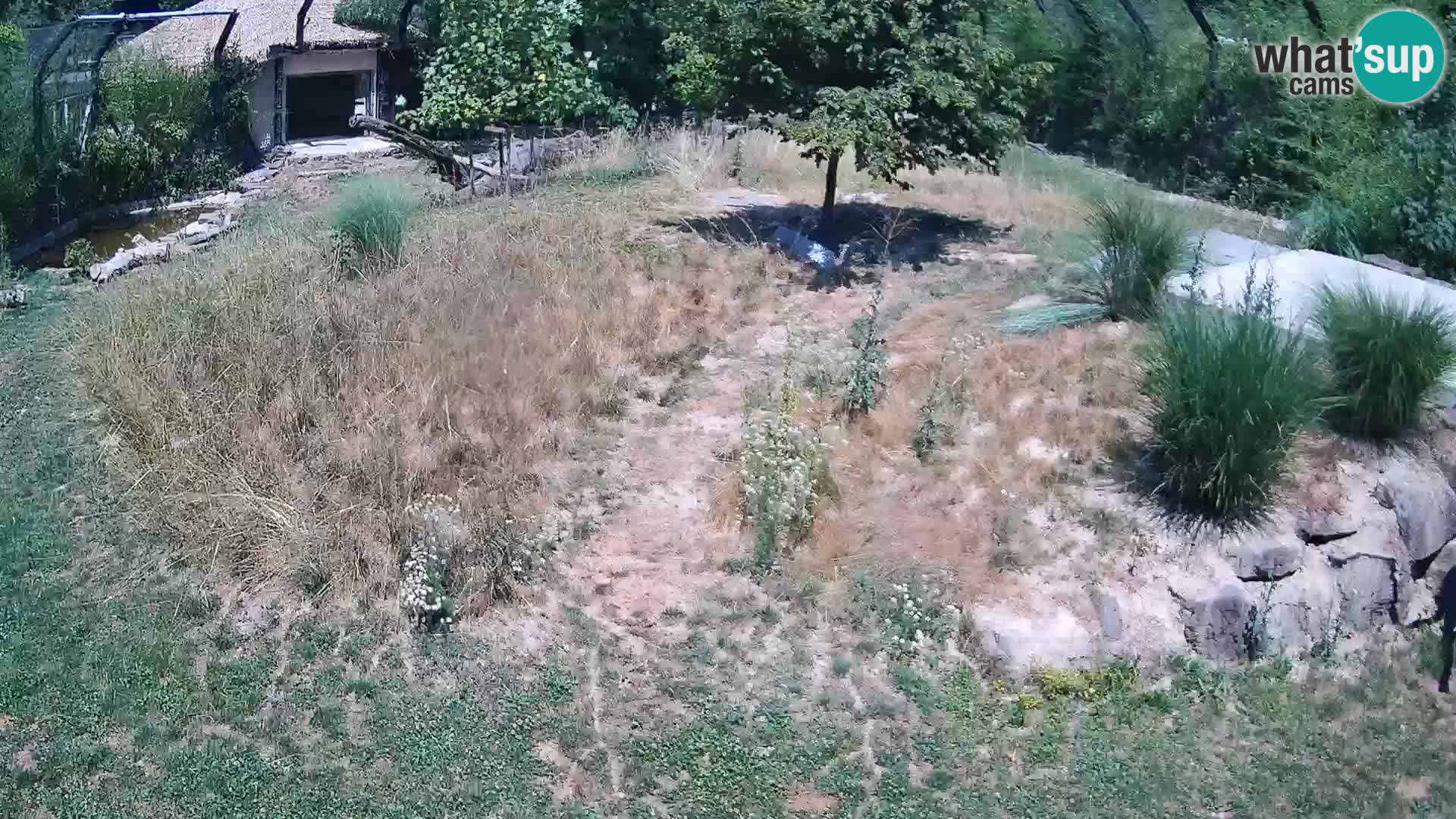 Live Ljubljana Zoo webcam Lion