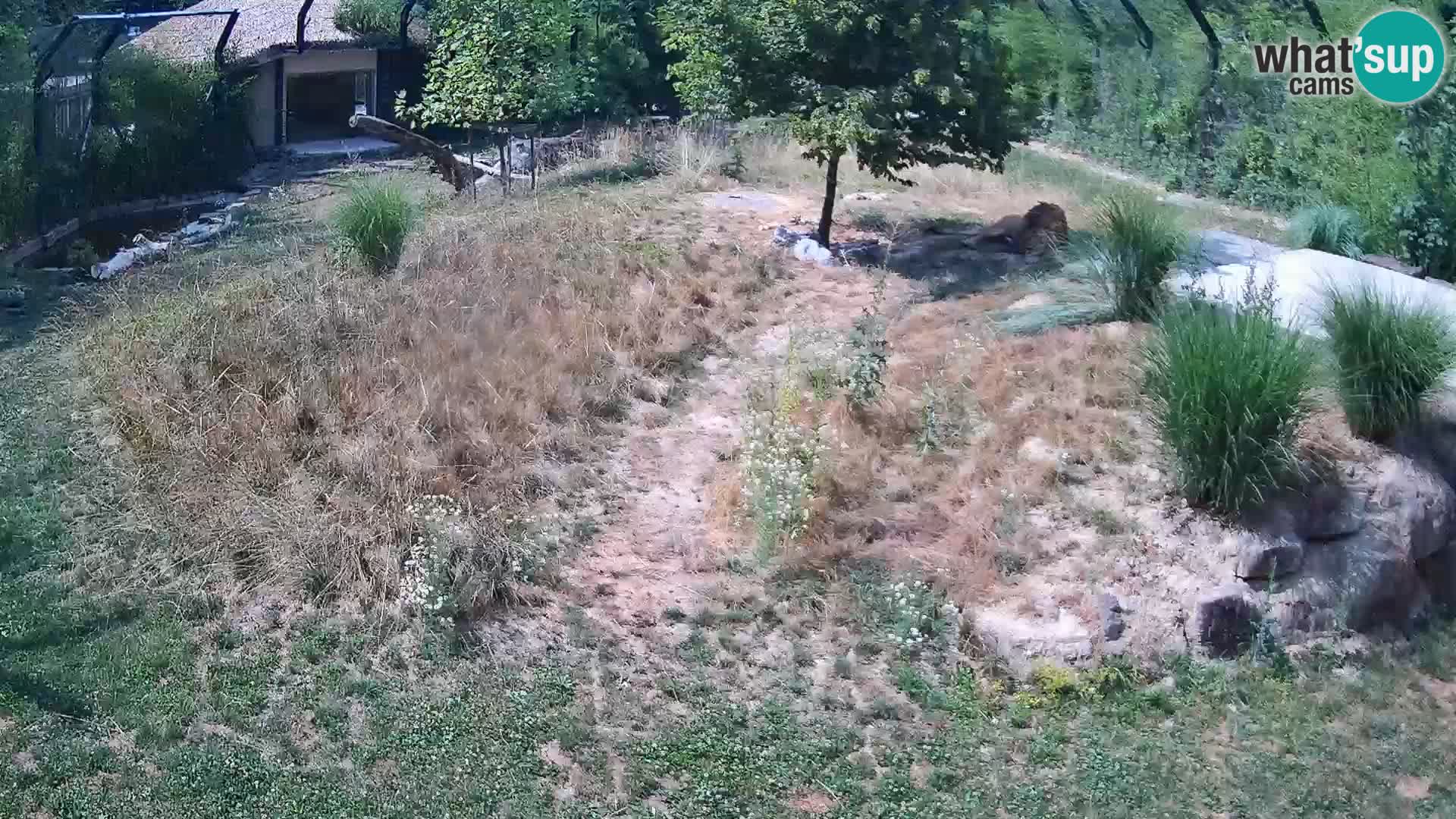 Live Ljubljana Zoo webcam Lion
