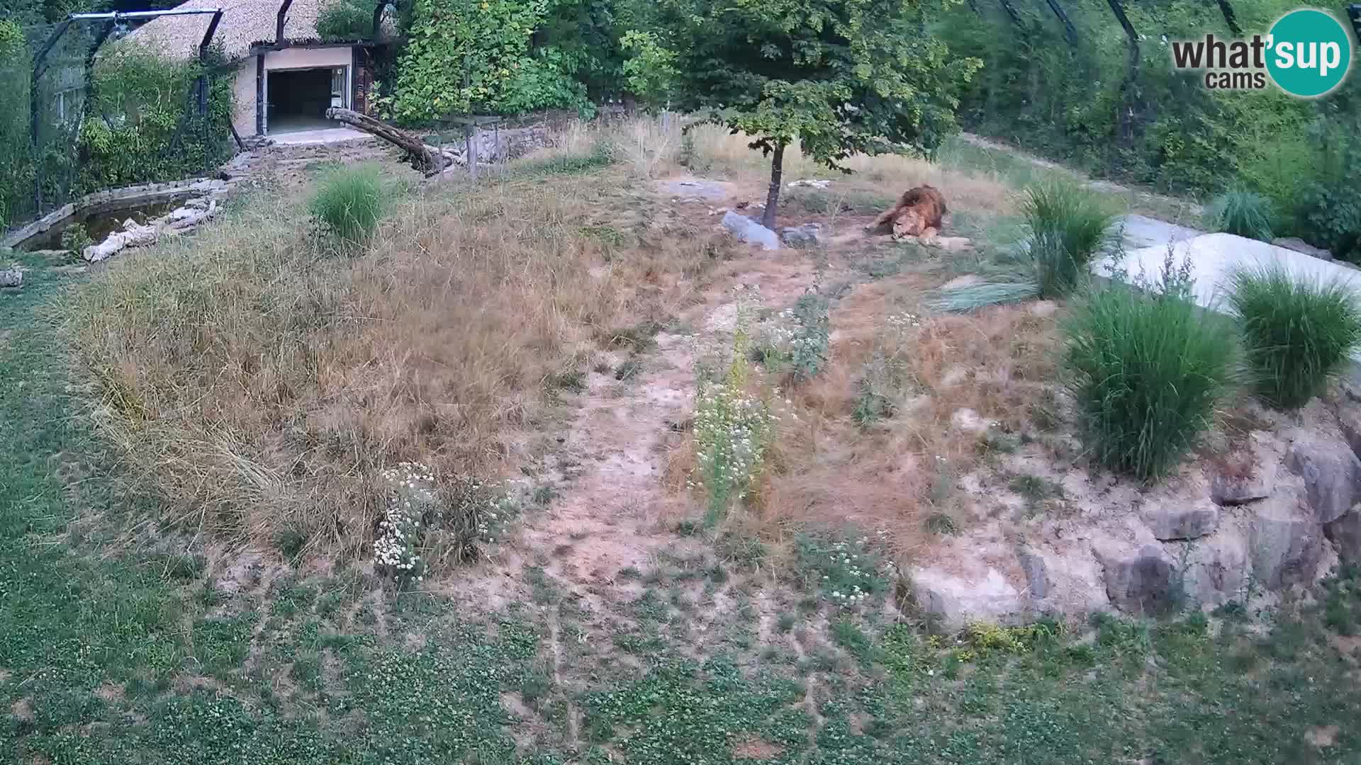Live Ljubljana Zoo webcam Lion