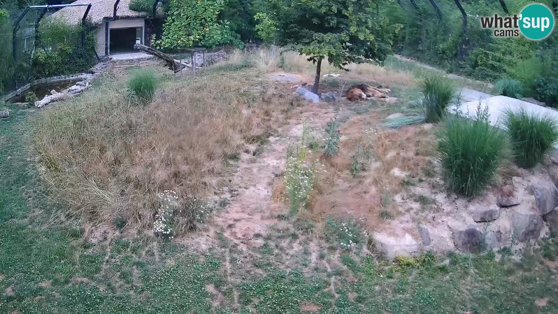 Zoo Lubiana live webcam Leoni