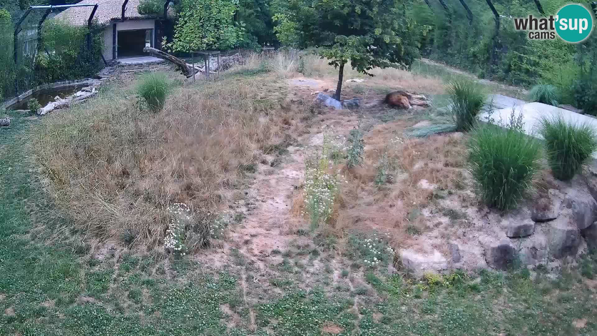 Ljubljana Zoo webcam Lion
