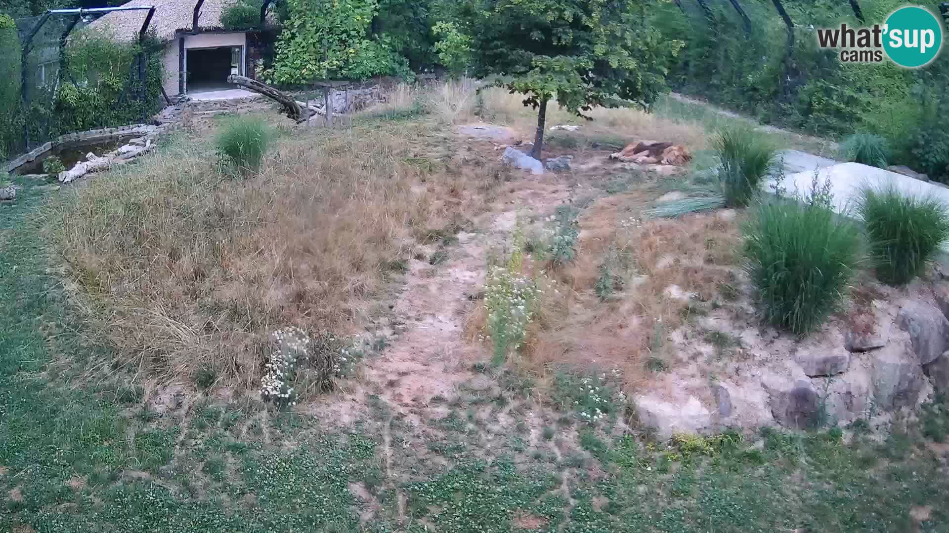 Zoo Ljubljana webcam Löwen