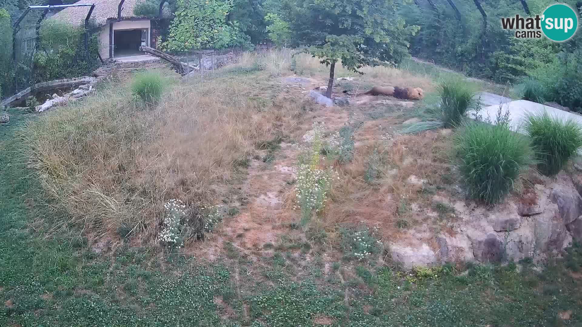 Live Ljubljana Zoo webcam Lion