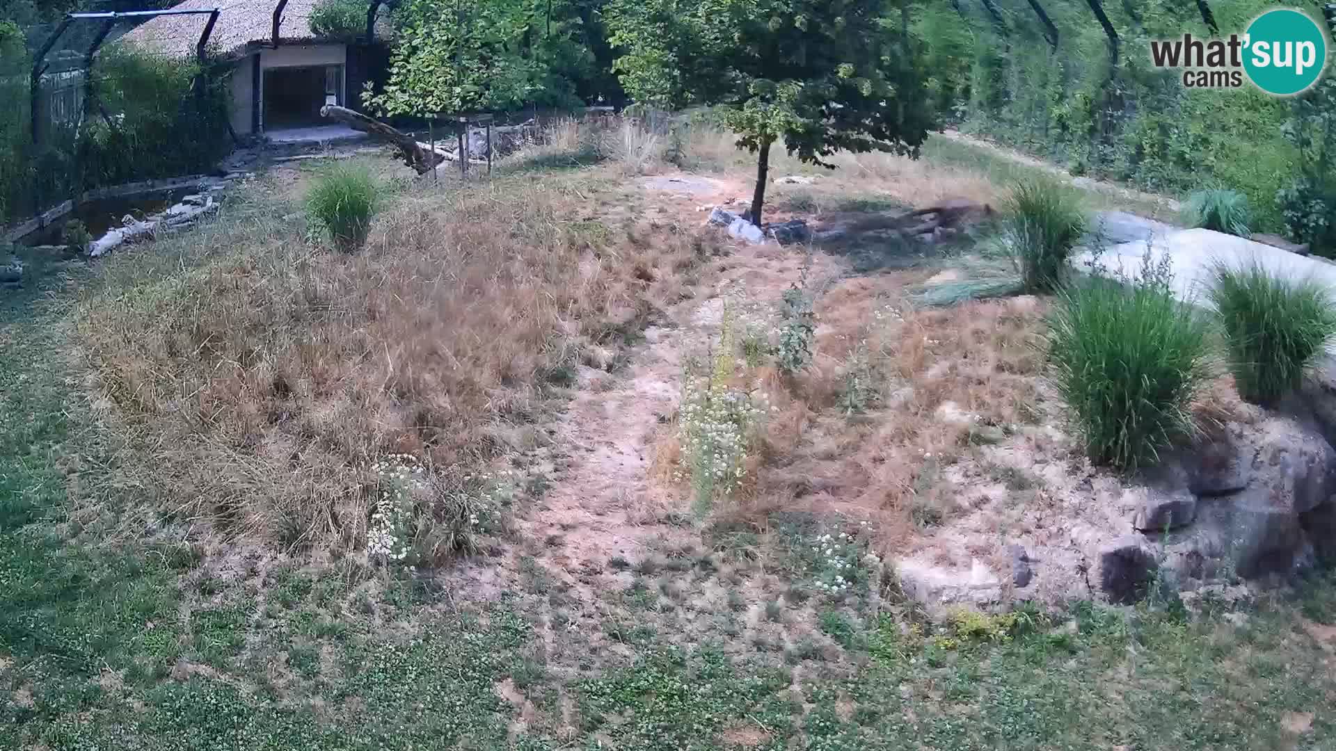 Zoo Ljubljana camera en vivo Leones
