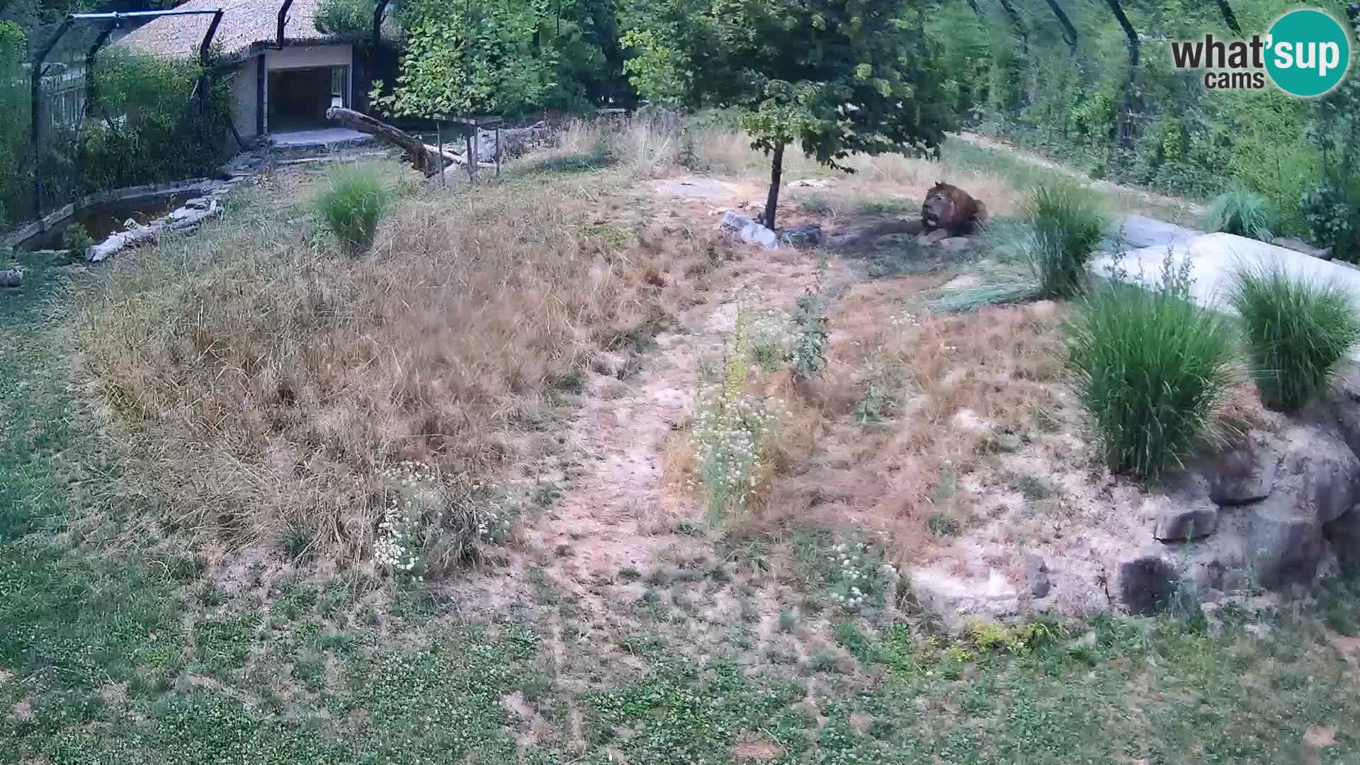 Zoo Ljubljana camera en vivo Leones