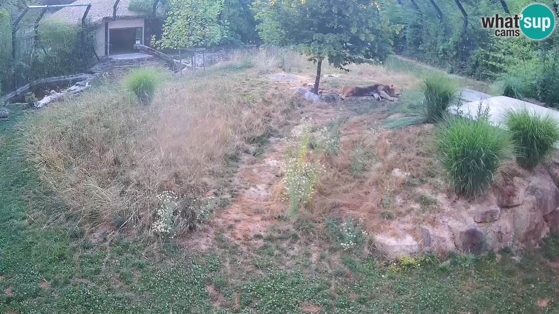 Ljubljana Zoo webcam Lion