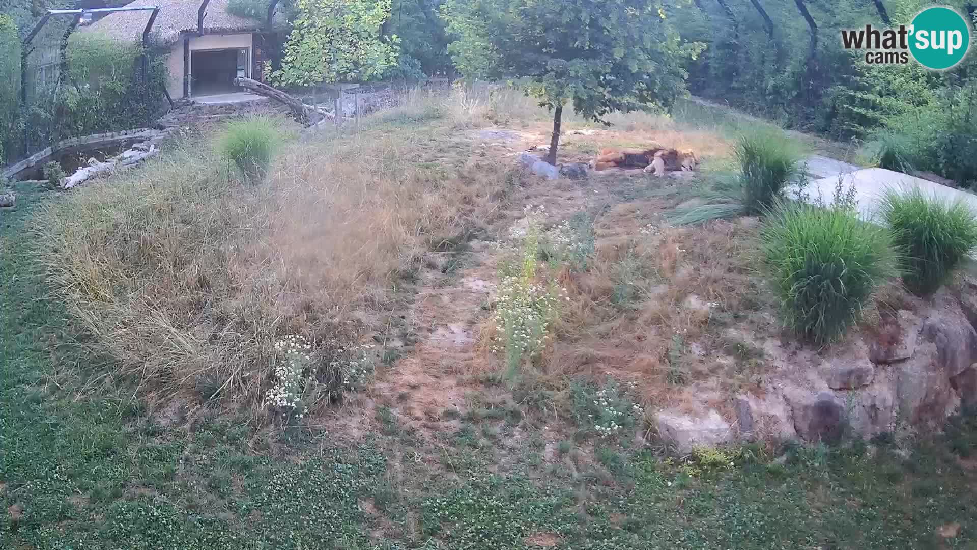 Ljubljana Zoo webcam Lion