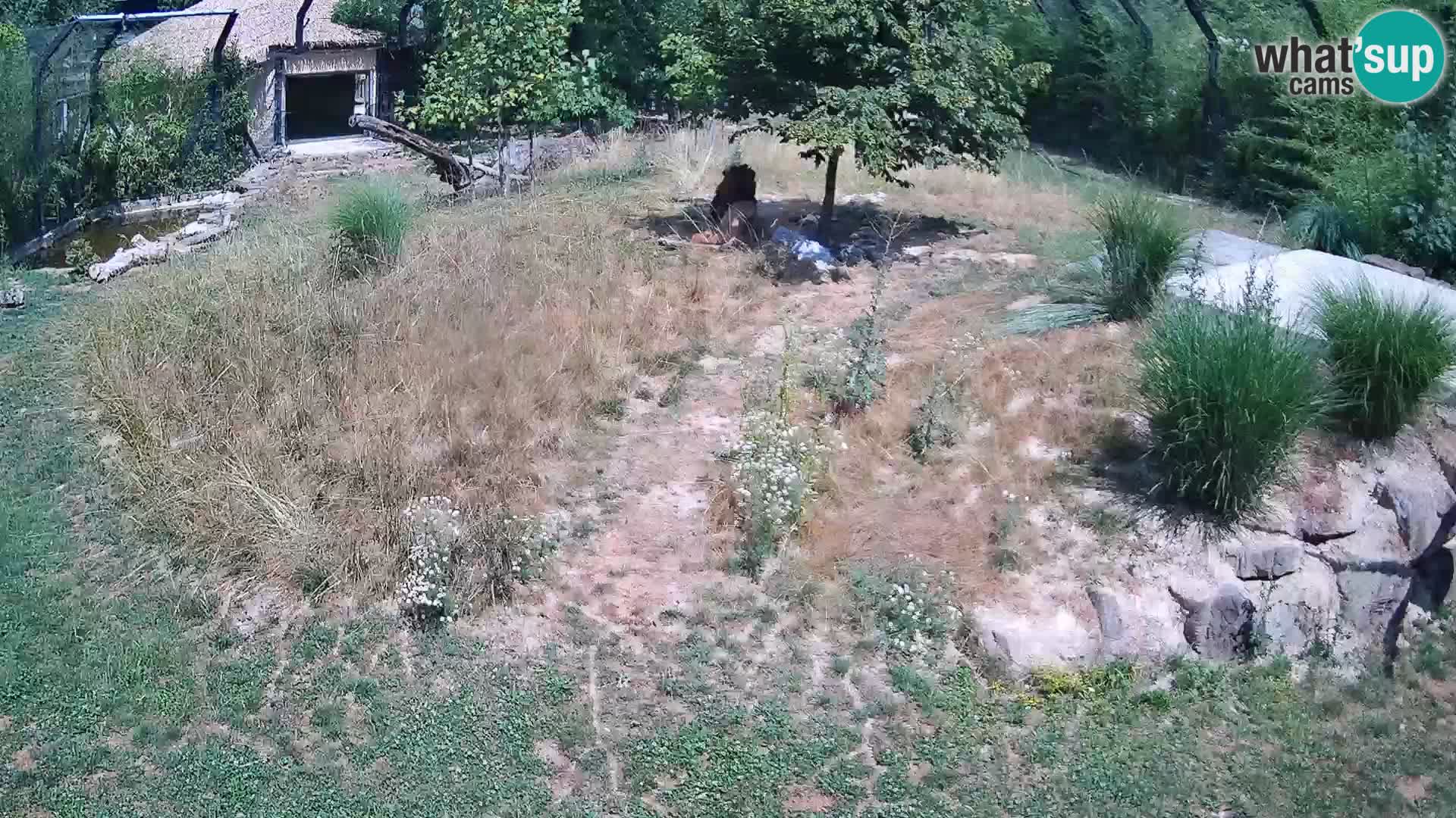 Live Ljubljana Zoo webcam Lion