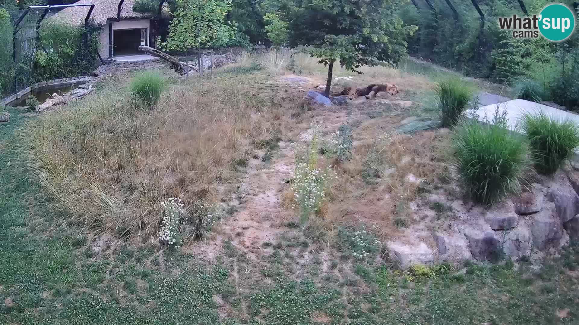 Live Ljubljana Zoo webcam Lion