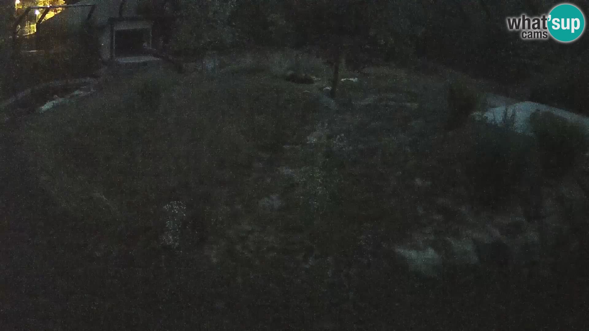Live Ljubljana Zoo webcam Lion