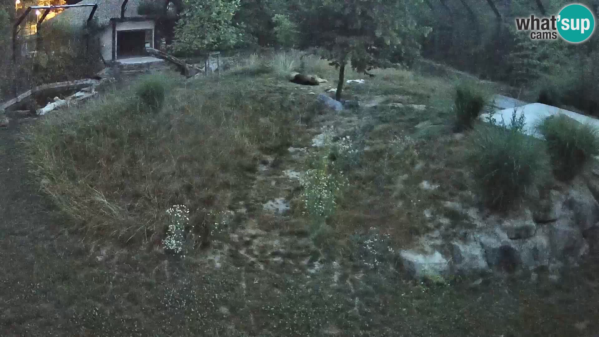 Live Ljubljana Zoo webcam Lion