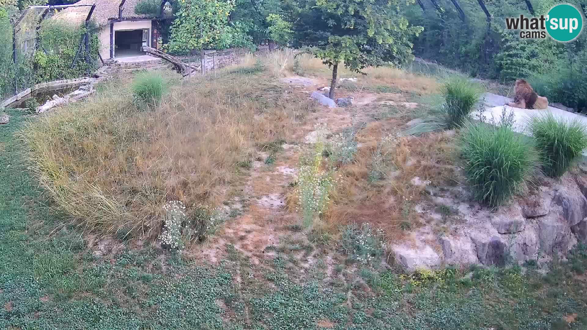 Live Ljubljana Zoo webcam Lion