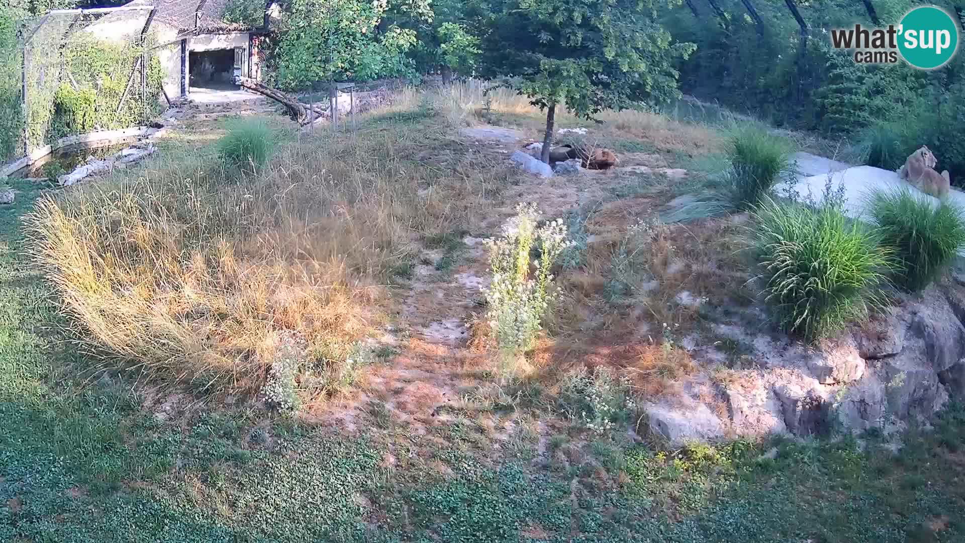 Zoo Ljubljana camera en vivo Leones