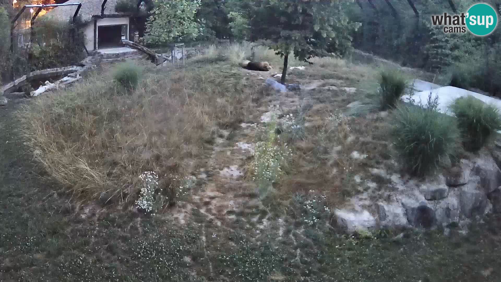 Zoo Ljubljana camera en vivo Leones
