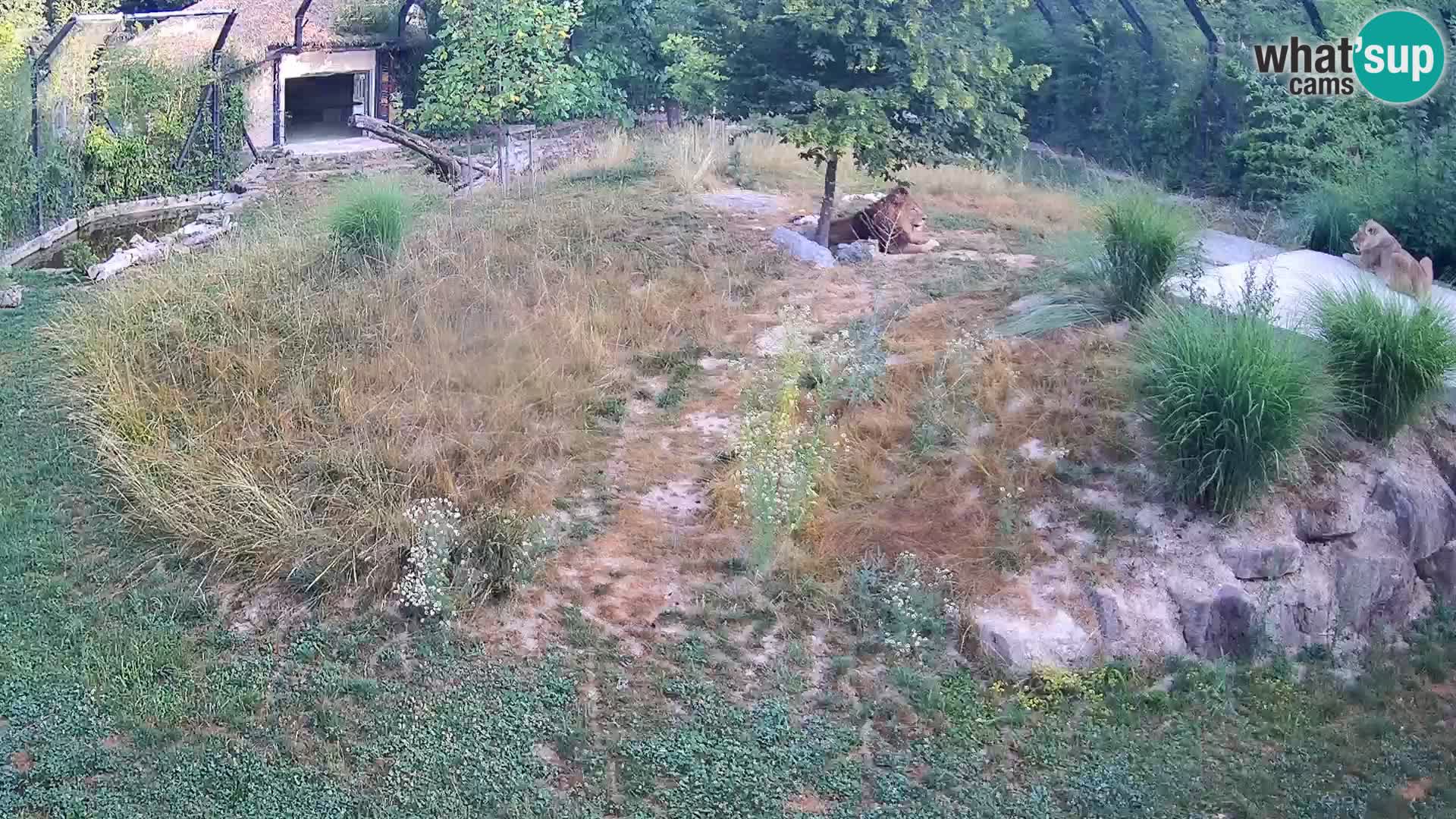 Zoo Ljubljana web kamera Lavovi