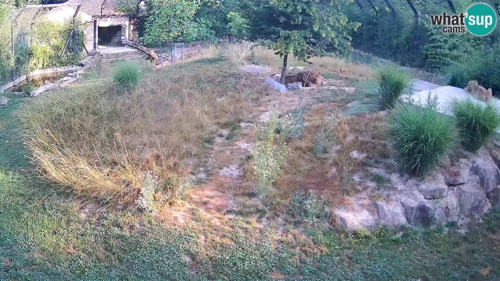 Live Ljubljana Zoo webcam Lion
