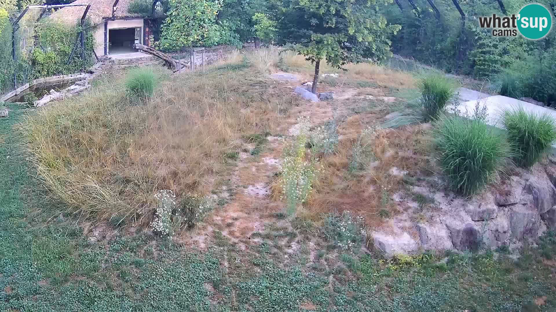 Zoo Ljubljana camera en vivo Leones