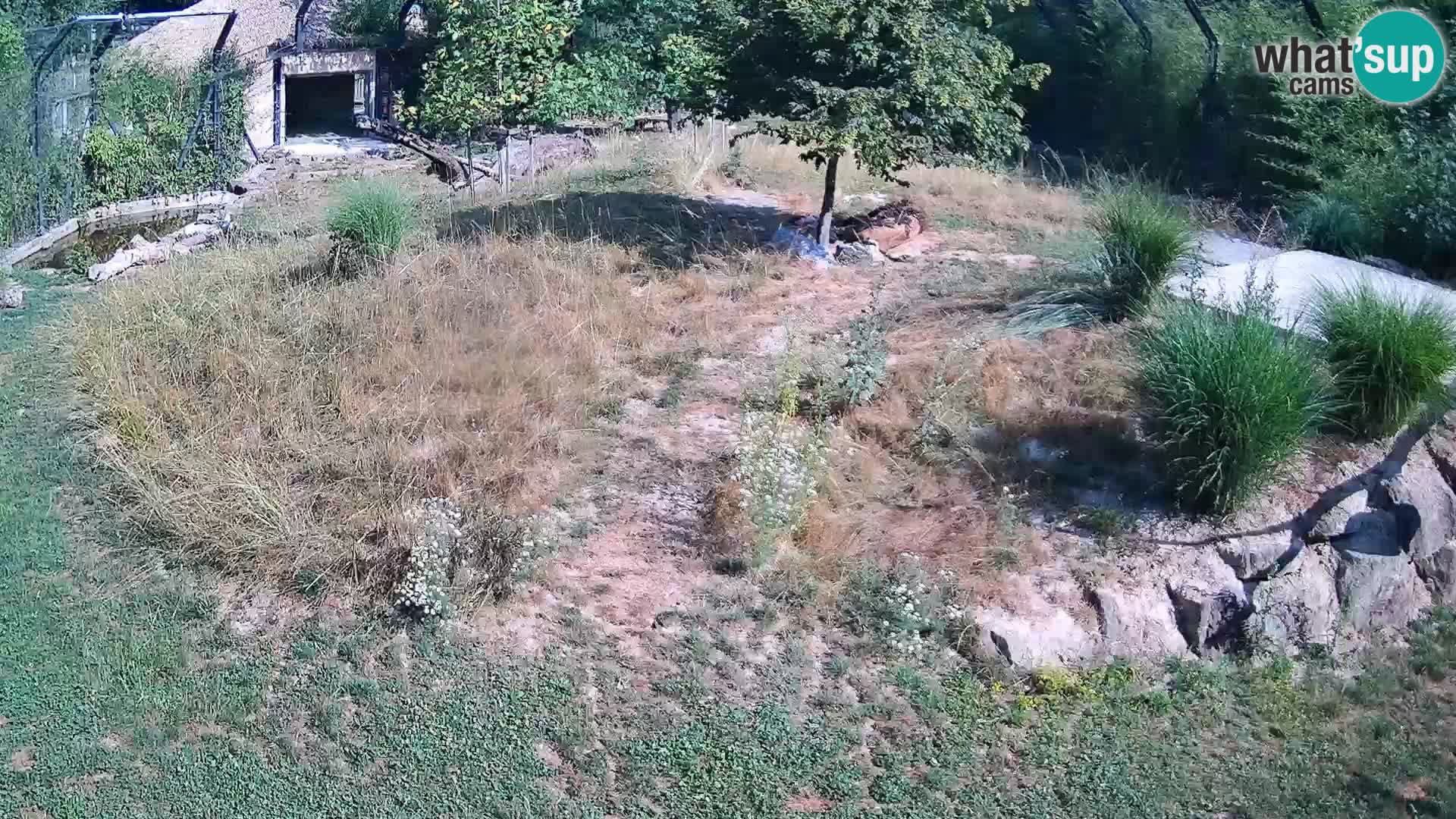 Ljubljana Zoo webcam Lion