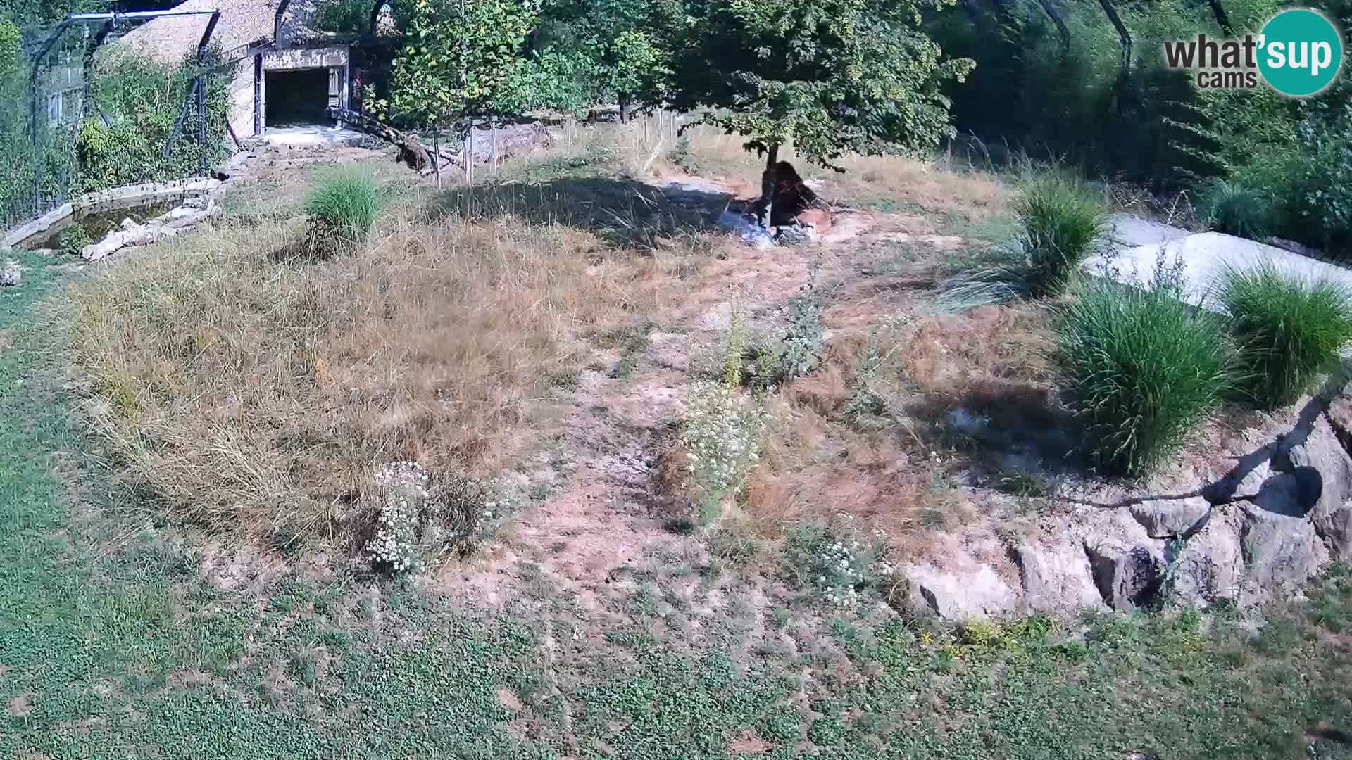 Zoo Lubiana live webcam Leoni