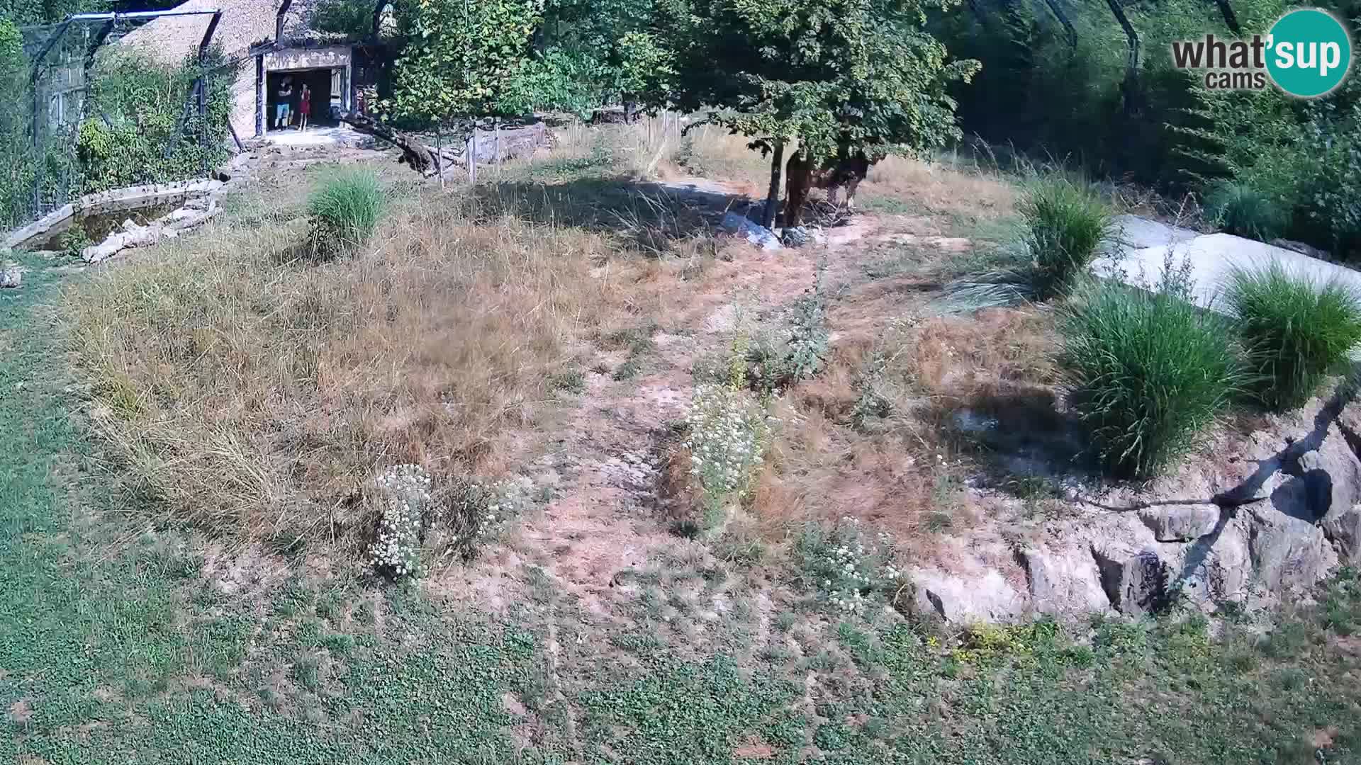 Zoo Ljubljana web kamera Lavovi