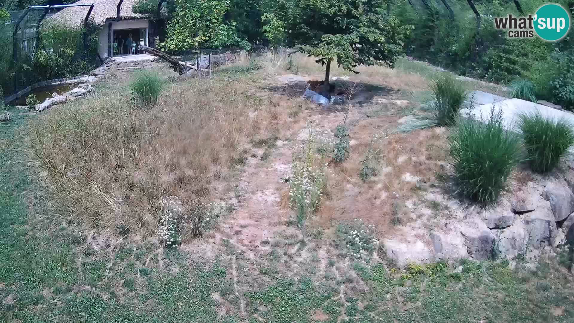 Live Ljubljana Zoo webcam Lion